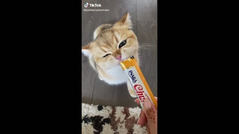 Try not to forget - Funny Animals Part 2
