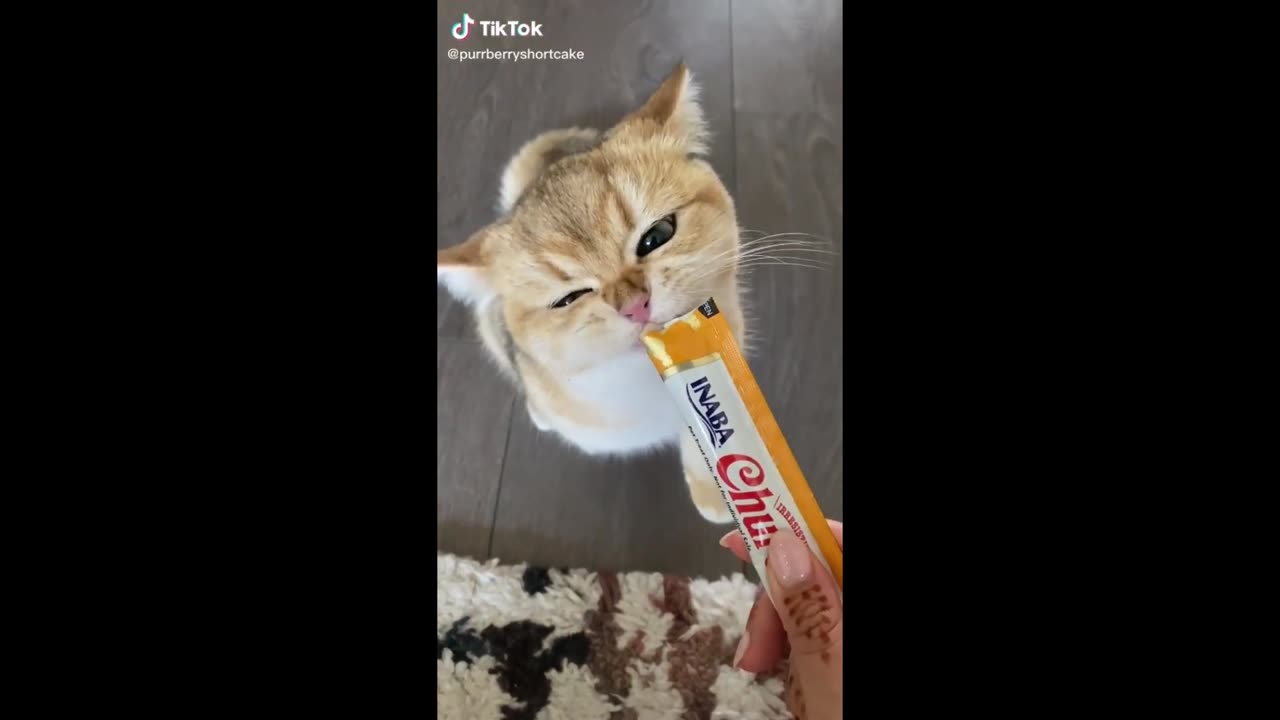 Try not to forget - Funny Animals Part 2