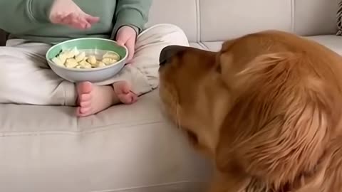 Cute Baby Playing With Animals | Adorable Baby & Pets Moments | Funny Animal Reactions”