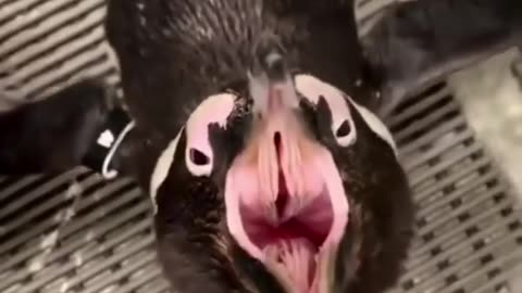 🤯🎵 Animals That Don't Sound How They Look! | FeedMyCuriosity