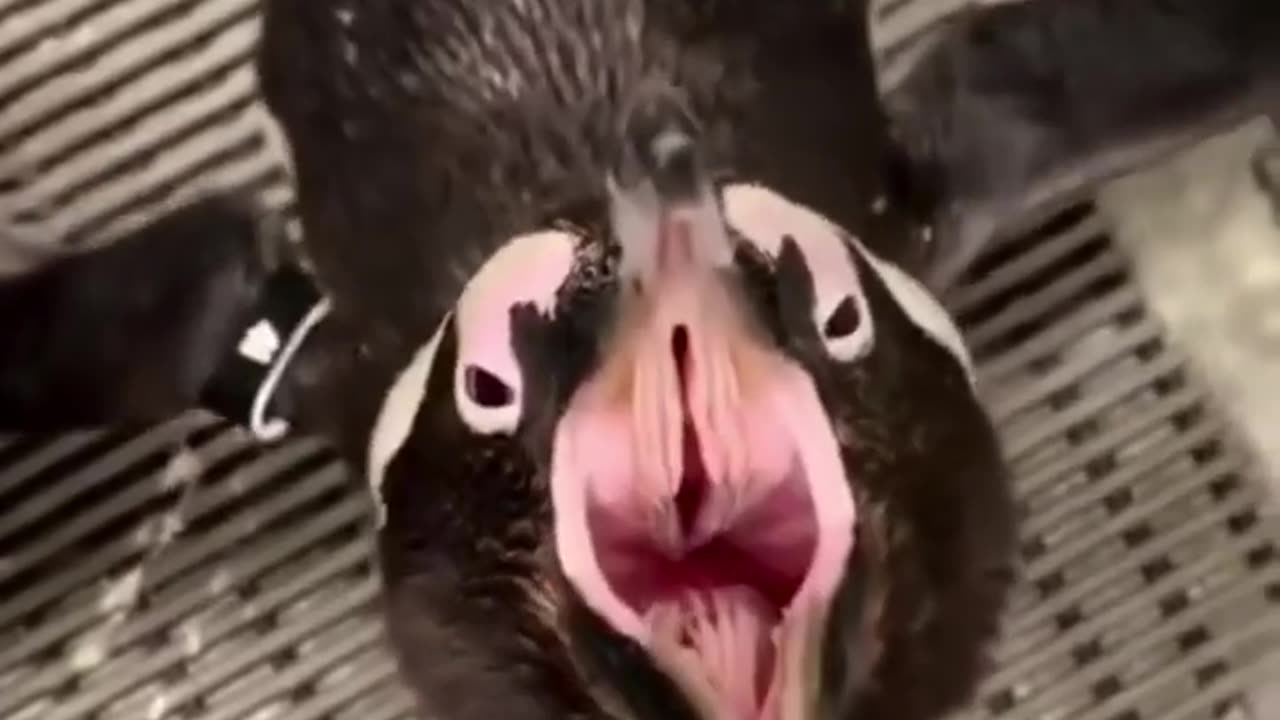 🤯🎵 Animals That Don't Sound How They Look! | FeedMyCuriosity