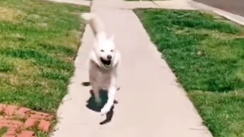 Why can't we all be this happy? 🐕🐶