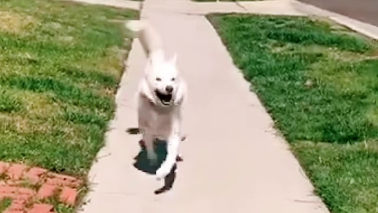 Why can't we all be this happy? 🐕🐶