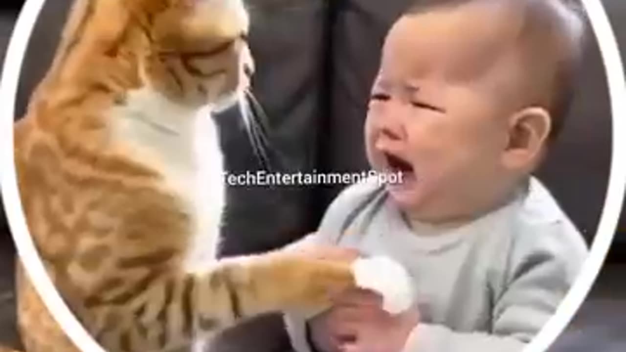 Funny cats