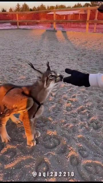 Baby Sphynx in Training - Look at the horror created by genetic engineering - It used to be human