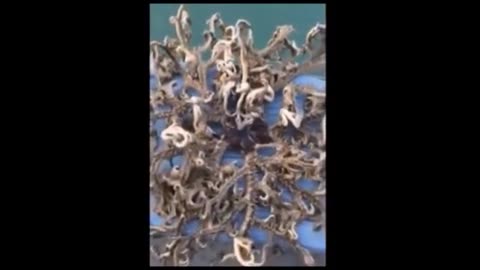 Un son étrange vient d'être enregistré dans les profondeurs sous-marines du Loch Ness.