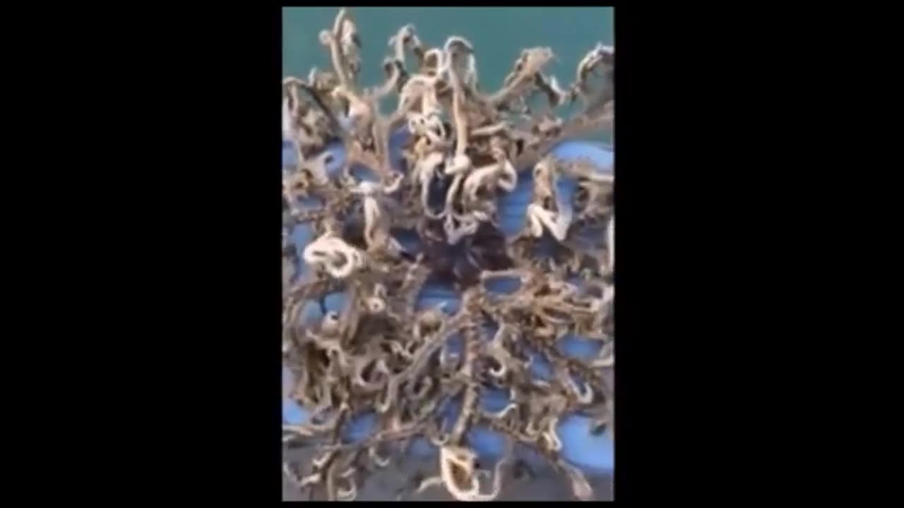 Un son étrange vient dêtre enregistré dans les profondeurs sous-marines du Loch Ness.