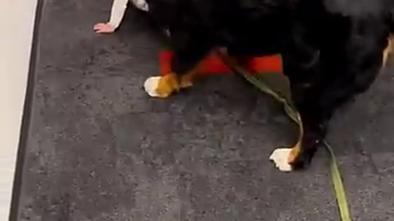 Hilariously Cute Pup Babysits Toddler!