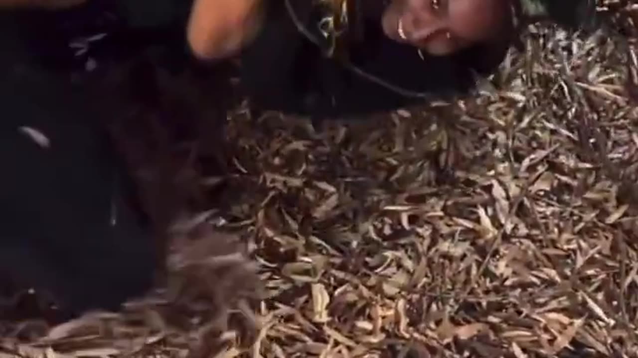 Ratchet Gets Head Stomped by Wretched Ratchets