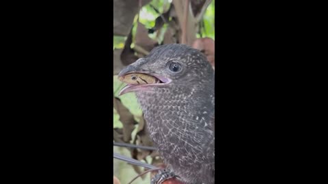 BIRD WITH A SNAKE IN ITS BEAK