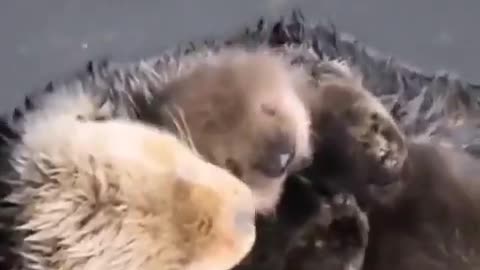 this mother otter holds her pup during nap time 🦦😴