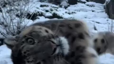 Leopard loves the snow