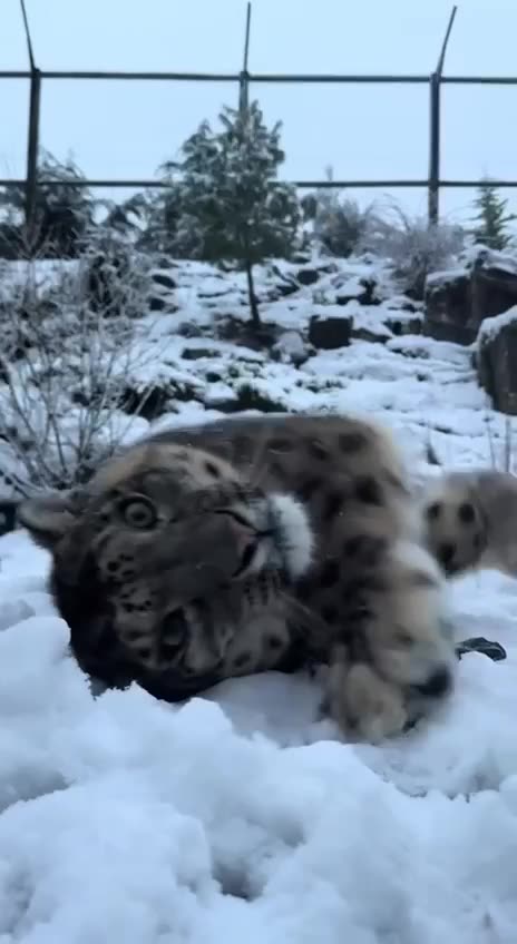 Leopard loves the snow