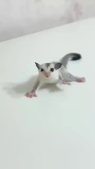 Anyone know what this is ?