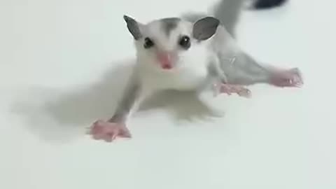 Anyone know what this is ?