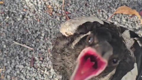 Noisy Morning Magpie Feed