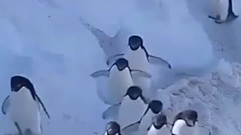 WHEN CHAOS AND CUTENESS COLLIDE!!!!Penguin Traffic Jam: The Most Adorable Collision Ever! 🐧✨😂