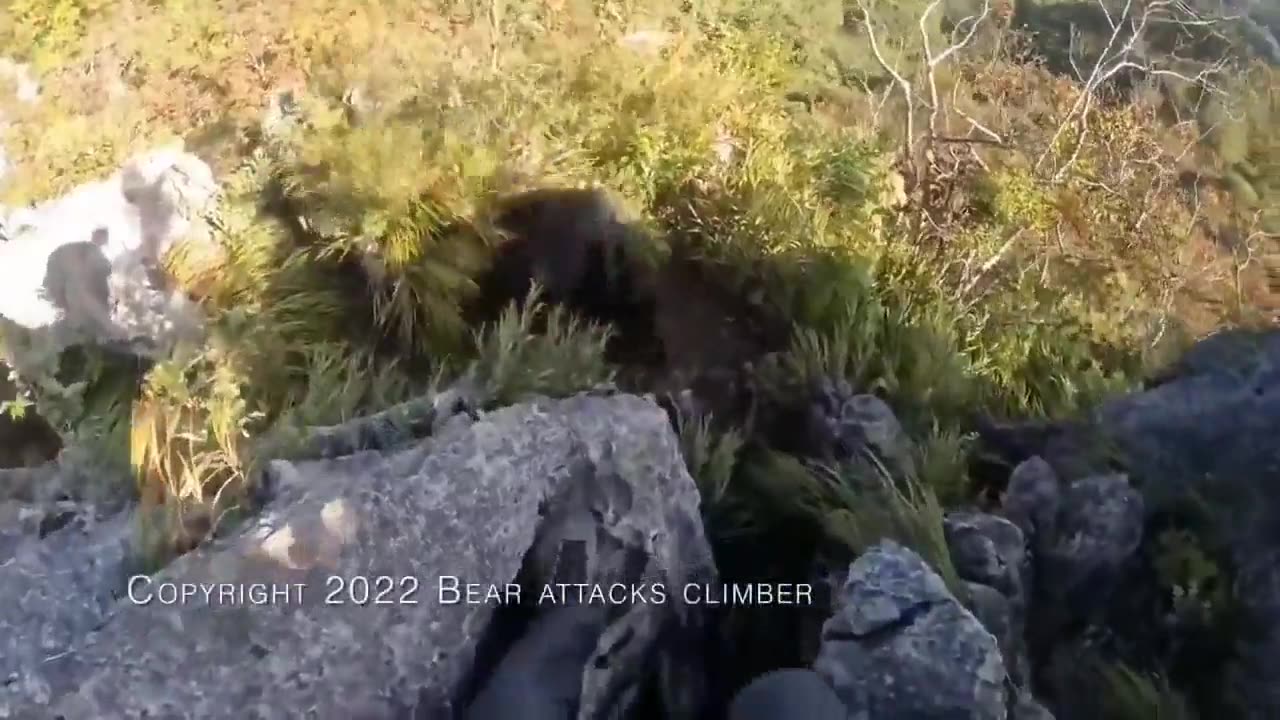 Man vs. Bear: A Terrifying Close Call!