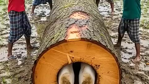 Amazing: Rescue Cow Family From A Deadly Giant Log! #humanity #cow #pets #animal