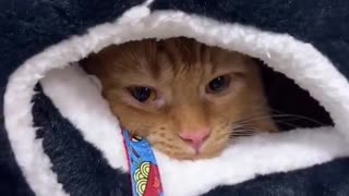 His owner took him to the pet store for his birthday, looks like he picked out his own gift 😂