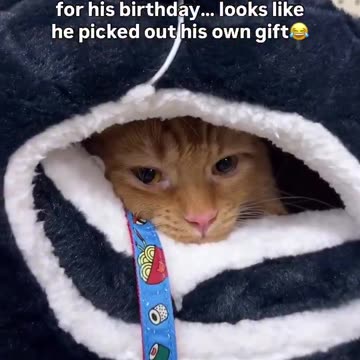 His owner took him to the pet store for his birthday, looks like he picked out his own gift 😂