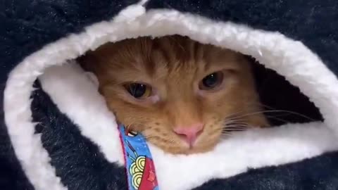 His owner took him to the pet store for his birthday, looks like he picked out his own gift 😂