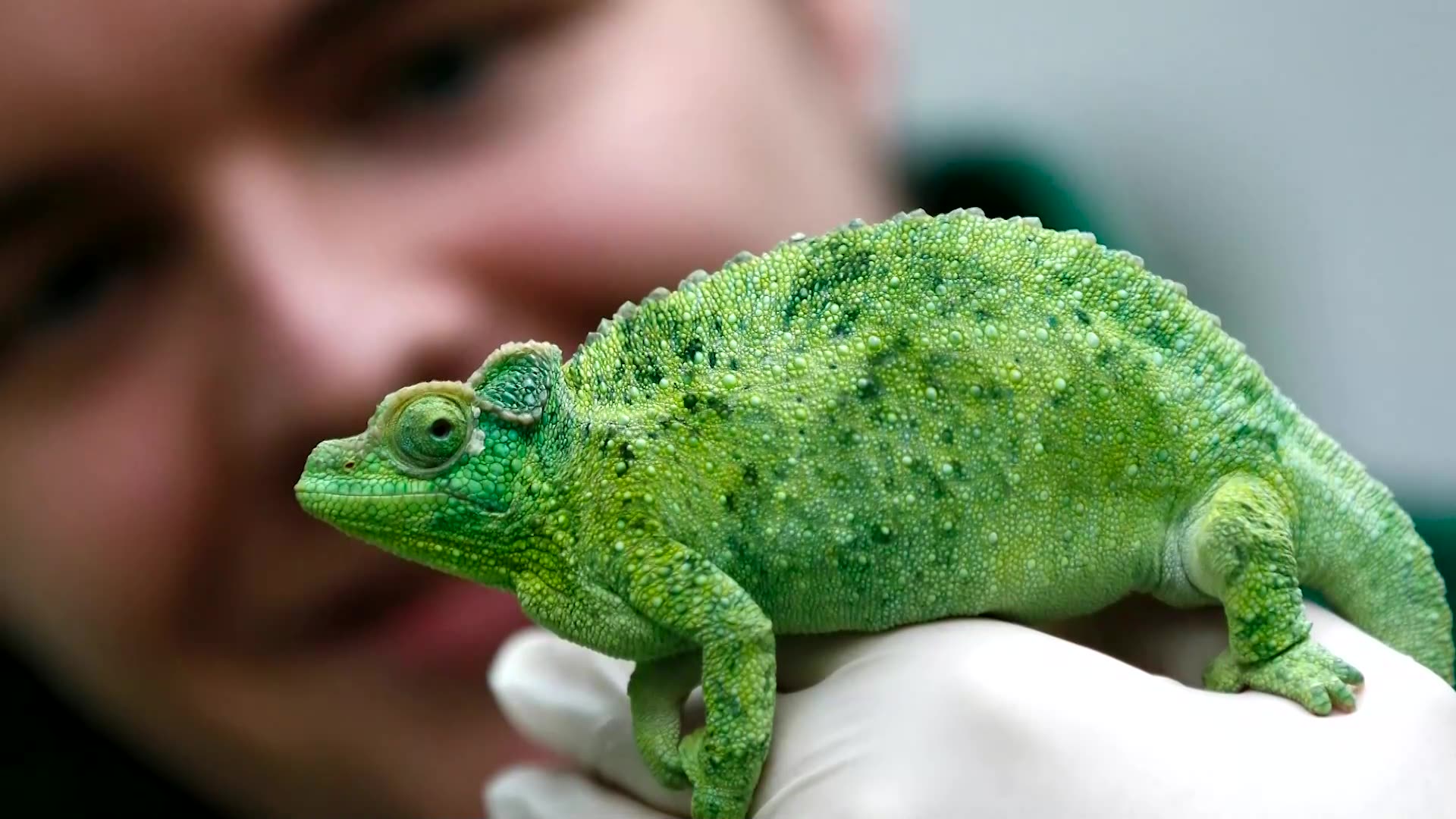 Tongues of chameleons and salamanders could inspire new tech