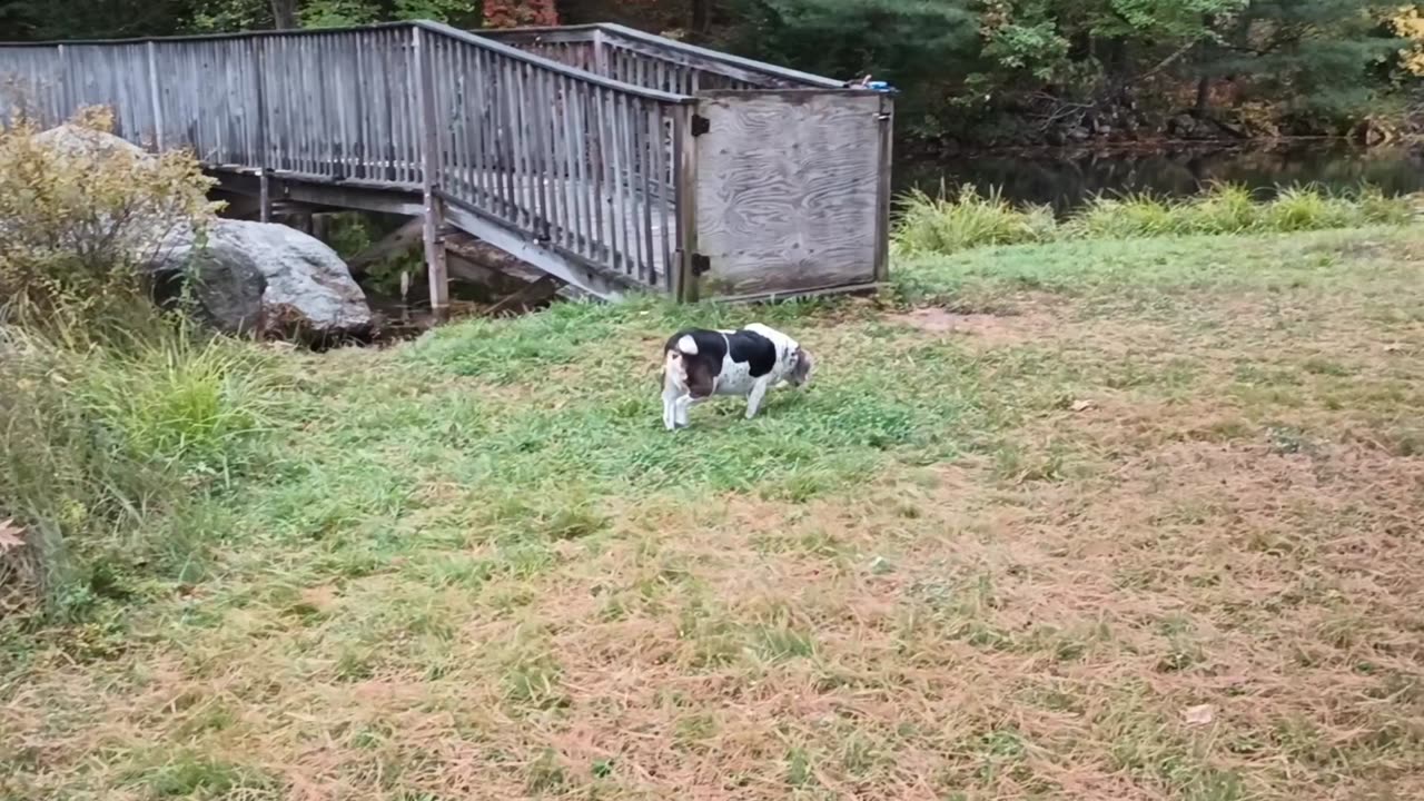 Bandit