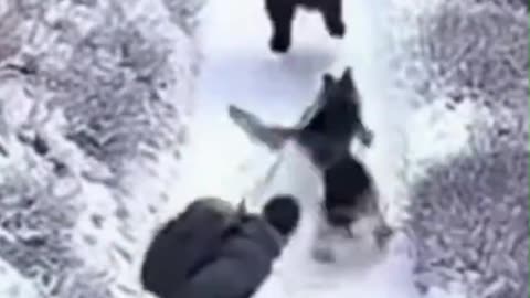 Bear Charge Stopped by Two German Shepherds #funny #animals #fyp #cctv