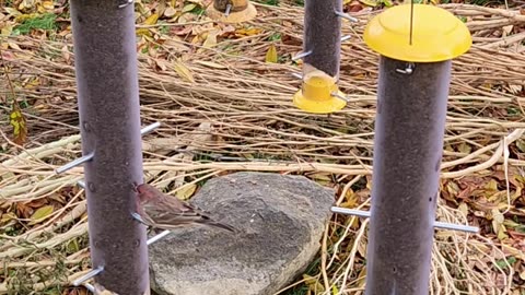 New Finch Woodpecker feeding venus #1 First Customer