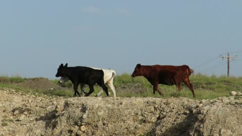 Irish Dexter Cows