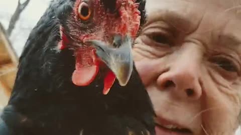 Tiny Speckles, pretty girl chicken video