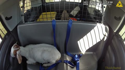 Bodycam shows Little Elm officer arresting goat