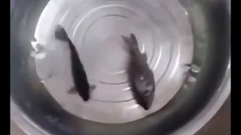 🧥❄️ Meet The Fish That Has Evolved To Survive In Freezing Temperatures! | FeedMyCuriosity