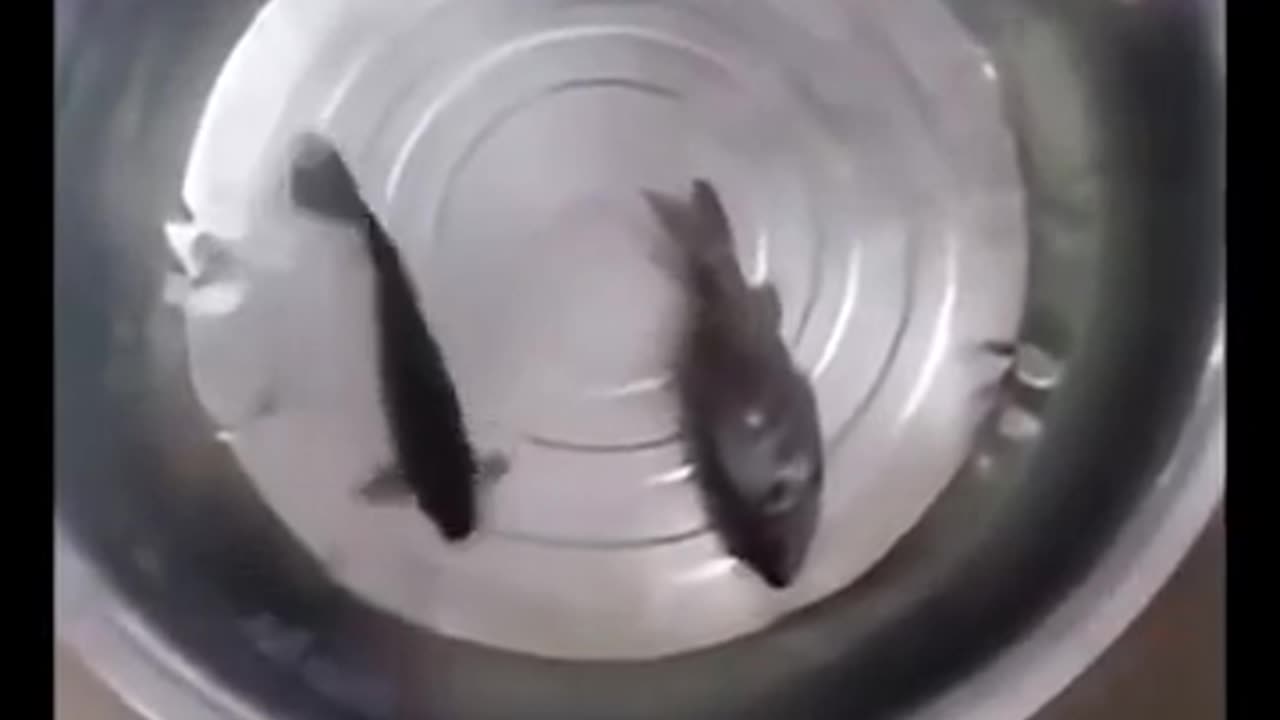 🧥❄️ Meet The Fish That Has Evolved To Survive In Freezing Temperatures! | FeedMyCuriosity