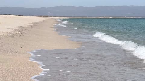 Invasive Mosquito Crisis Dengue, Zika, and Chikungunya