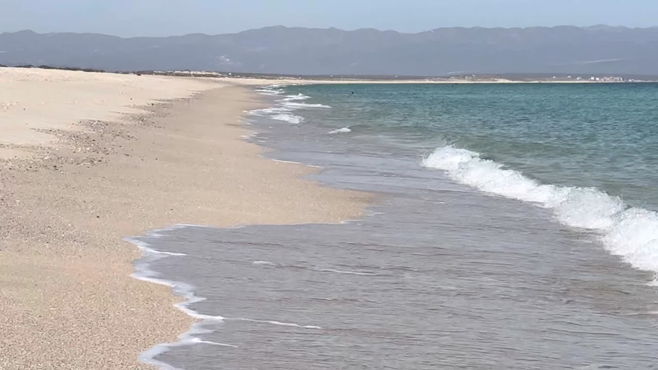 Invasive Mosquito Crisis Dengue, Zika, and Chikungunya