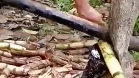 Traditional method of extracting juice from sugarcane