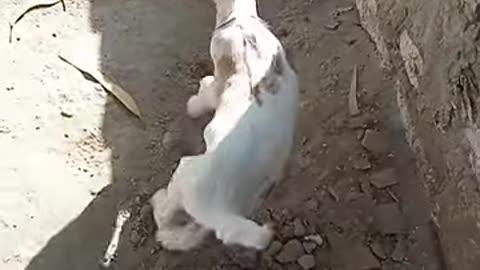 A cute baby goat playing