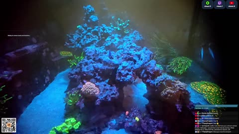 24/7 Real Live Reef Stream