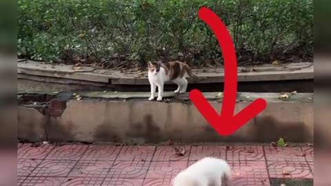 This dog jumped thinking it was on land, but didn't know it was going to fall in.