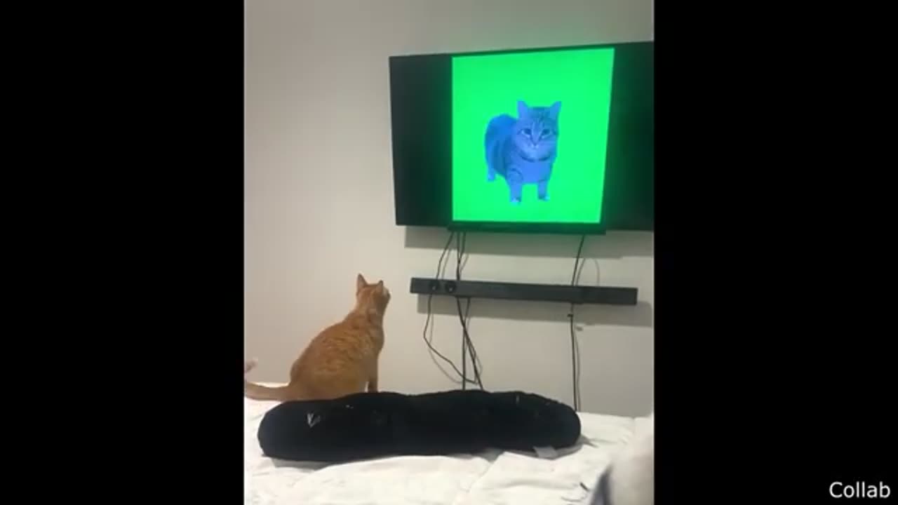 Funniest Animal Videos Ever(Part 1)