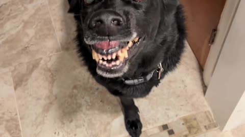 🐶👻 What's This Dog's Name? | TheHauntingHour