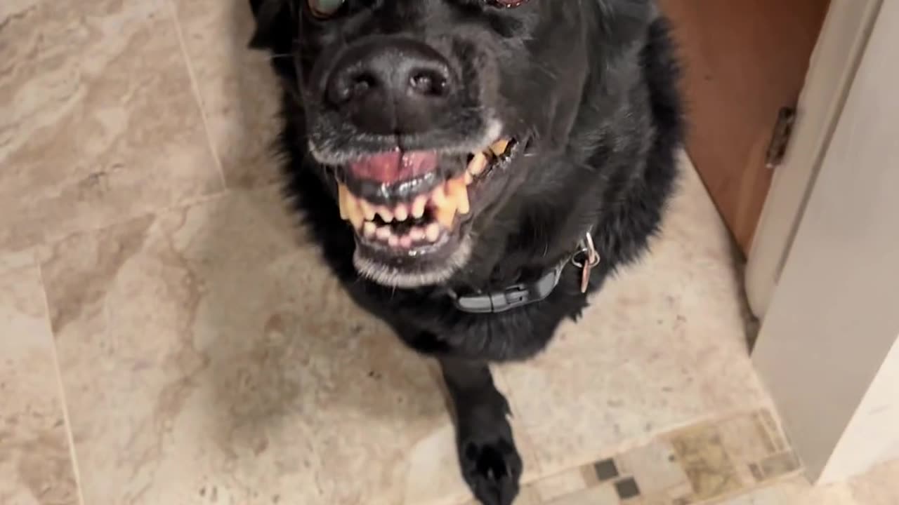 🐶👻 What's This Dog's Name? | TheHauntingHour