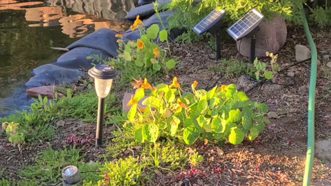 the Testimony of Many Waters