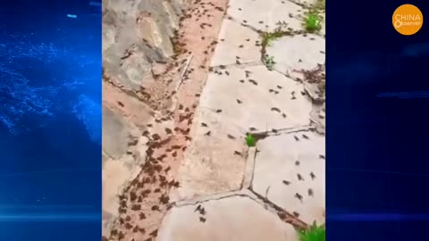 Apocalypse Hits China Black Clouds of Bugs Frogs and Crows Everywhere and Flowers from the Abyss