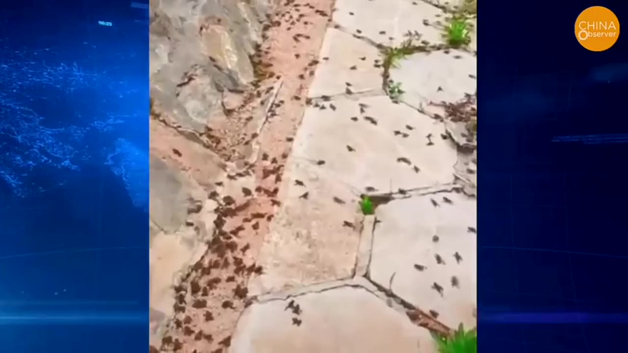 Apocalypse Hits China Black Clouds of Bugs Frogs and Crows Everywhere and Flowers from the Abyss