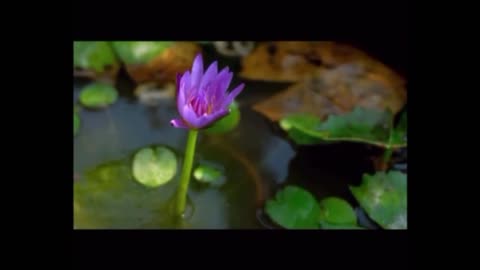 432 Hz + Relaxing Music