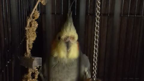 Cockatiel ready for bed