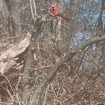 Northern cardinal